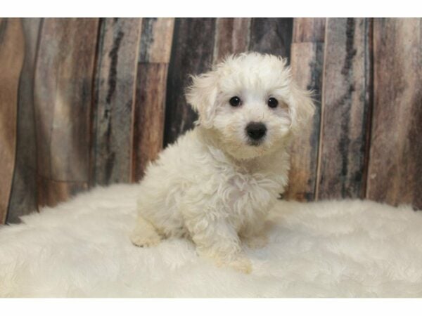 Bichon Frise-DOG-Male-White-15146-Petland Racine, Wisconsin
