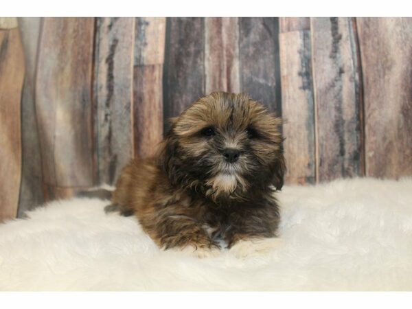 Lhasa Apso-DOG-Female-Red-15149-Petland Racine, Wisconsin