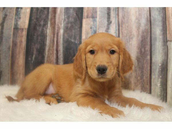Golden Retriever-DOG-Male-Golden-15152-Petland Racine, Wisconsin