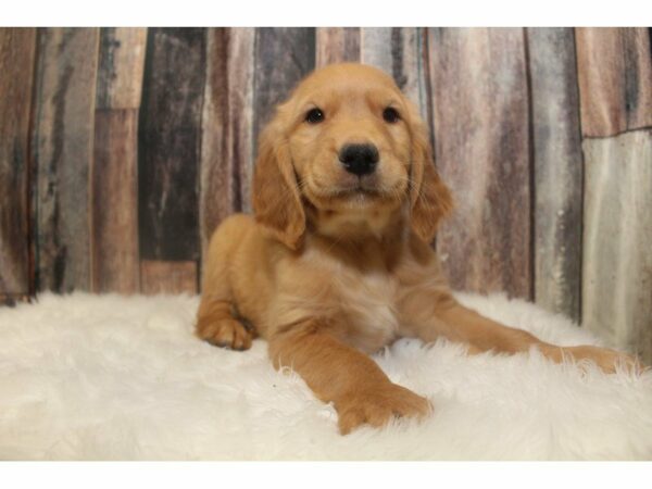 Golden Retriever-DOG-Female-Golden-15153-Petland Racine, Wisconsin