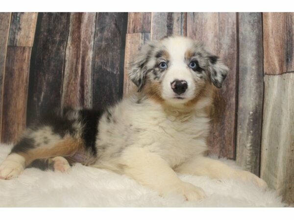 Australian Shepherd-DOG-Male-Blue Merle-15154-Petland Racine, Wisconsin