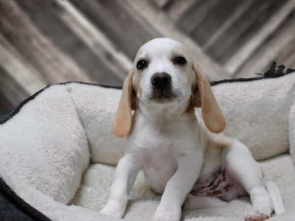 Beagle-DOG-Male-LEMON/WH-23576-Petland Racine, Wisconsin
