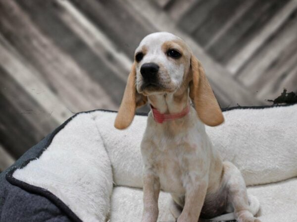 Beagle-DOG-Female-LEMON/WH-23577-Petland Racine, Wisconsin