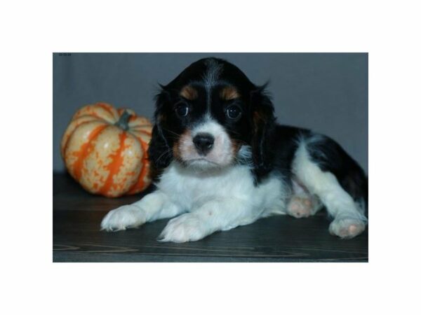 Cavalier King Charles Spaniel-DOG-Female-Tricolor-15165-Petland Racine, Wisconsin