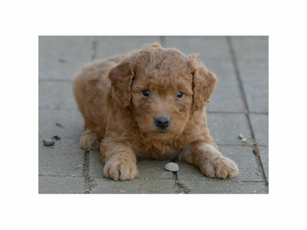 Goldendoodle Mini 2nd Gen-DOG-Female-Red-15176-Petland Racine, Wisconsin