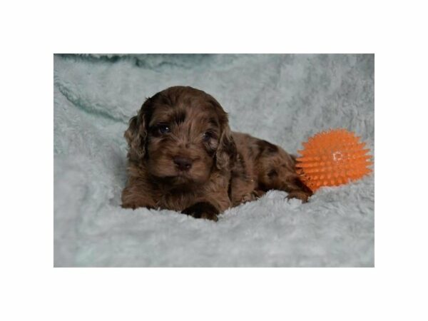 Cock A Poo-DOG-Male-Chocolate Merle-15175-Petland Racine, Wisconsin