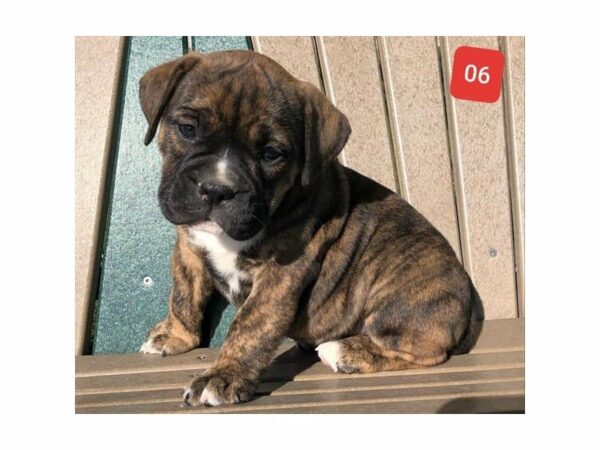 Olde Bulldog-DOG-Female-Brindle-23589-Petland Racine, Wisconsin
