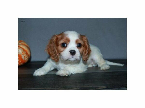Cavalier King Charles Spaniel-DOG-Male-Blenheim-23599-Petland Racine, Wisconsin