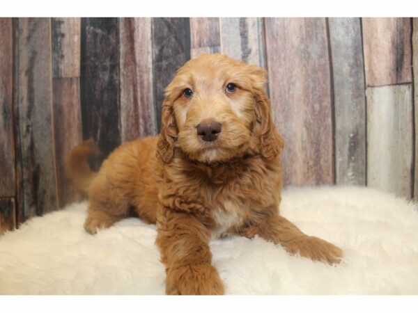 Goldendoodle 2nd Gen-DOG-Male-Golden-15166-Petland Racine, Wisconsin
