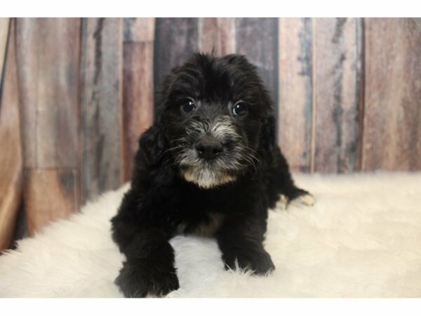 Goldendoodle 2nd Gen-DOG-Female-Black / White-15167-Petland Racine, Wisconsin