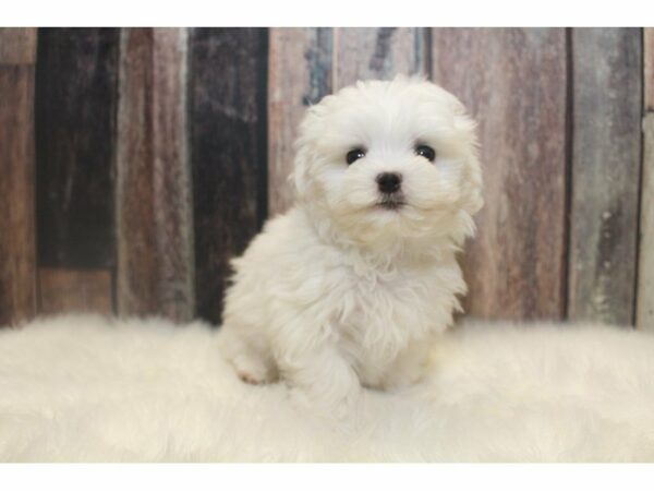 Maltese-DOG-Male-White-15169-Petland Racine, Wisconsin