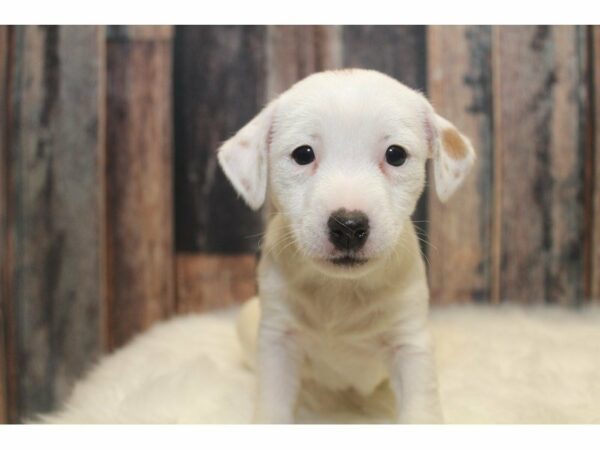 Jack Russell Terrier-DOG-Female-Brown/White-15179-Petland Racine, Wisconsin