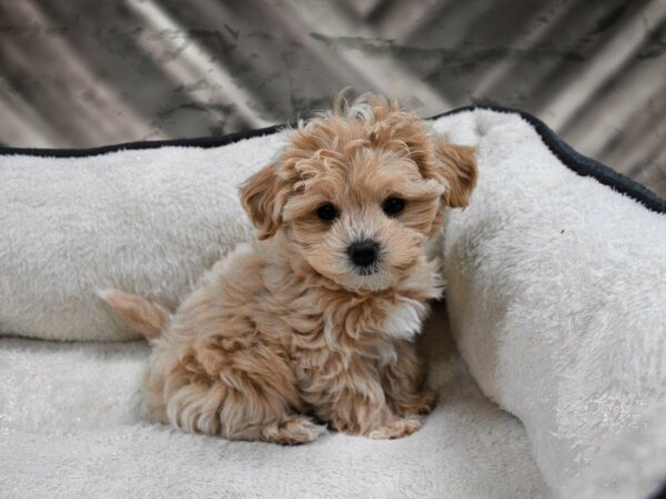 Maltipoo-DOG-Female-Cream-23593-Petland Racine, Wisconsin