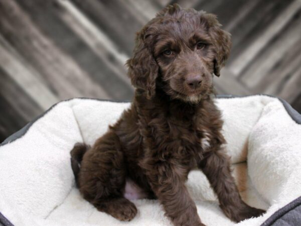 Goldendoodle 2nd Gen-DOG-Male-Chocolate-23590-Petland Racine, Wisconsin