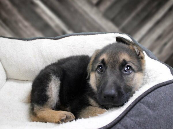 German Shepherd Dog-DOG-Female-BLK/TAN-23584-Petland Racine, Wisconsin