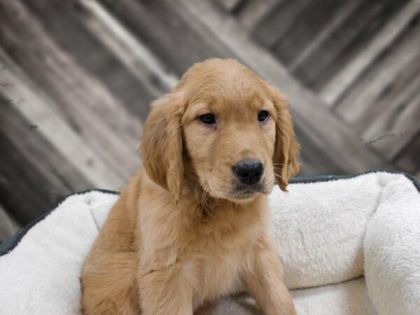 Golden Retriever-DOG-Male-Golden-23591-Petland Racine, Wisconsin