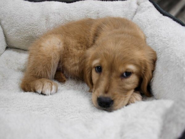 Golden Retriever-DOG-Female-Golden-23586-Petland Racine, Wisconsin