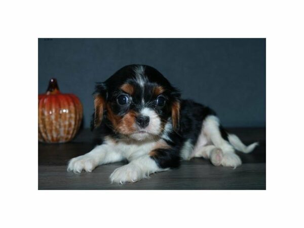Cavalier King Charles Spaniel-DOG-Male-Black Tan / White-15189-Petland Racine, Wisconsin