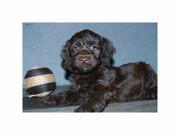 Cock A Poo-DOG-Male-Chocolate-15184-Petland Racine, Wisconsin