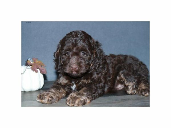 Cock A Poo-DOG-Female-Chocolate-23612-Petland Racine, Wisconsin