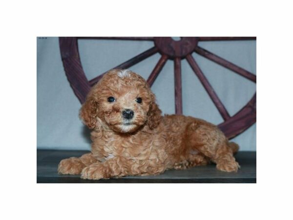 Mini Goldendoodle 2nd Gen-DOG-Female-Cream-23605-Petland Racine, Wisconsin