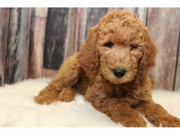 Goldendoodle 2nd Gen-DOG-Female-Red-15188-Petland Racine, Wisconsin