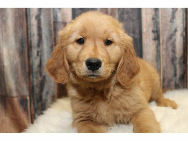 Golden Retriever-DOG-Female-Golden-15192-Petland Racine, Wisconsin