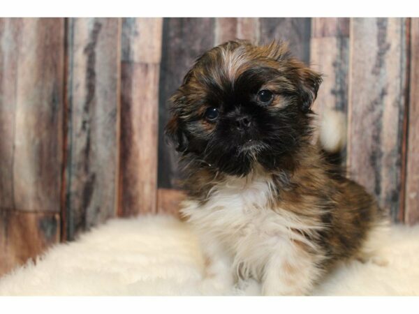 Shih Tzu-DOG-Female-Brindle/White-15193-Petland Racine, Wisconsin