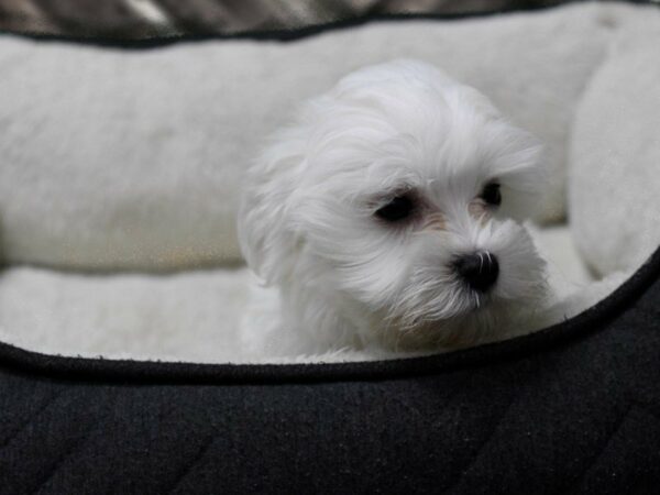 Maltese-DOG-Male-White-23613-Petland Racine, Wisconsin