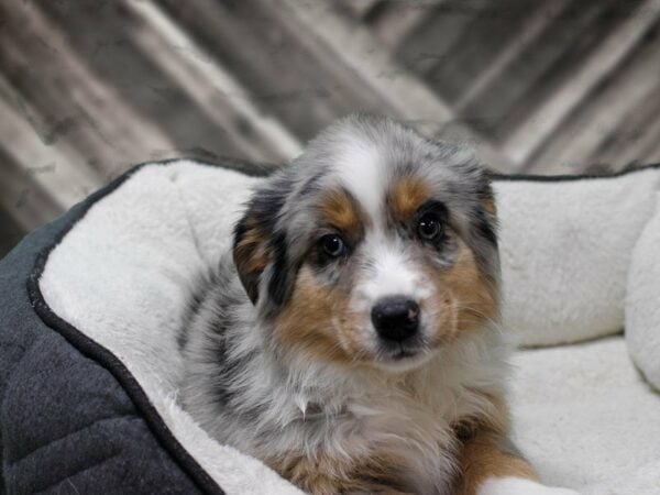 Miniature Australian Shepherd-DOG-Male-BLUE MERLE-23616-Petland Racine, Wisconsin