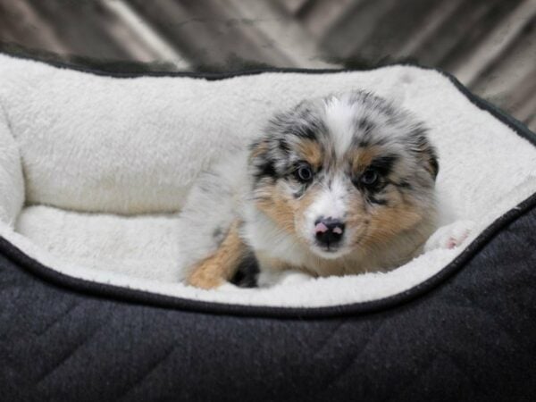 Miniature Australian Shepherd-DOG-Male-BLUE MERLE-23615-Petland Racine, Wisconsin