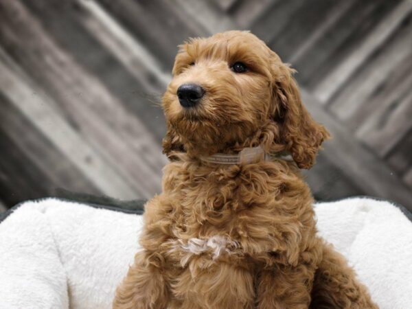 Goldendoodle 2nd Gen-DOG-Male-Apricot-23604-Petland Racine, Wisconsin