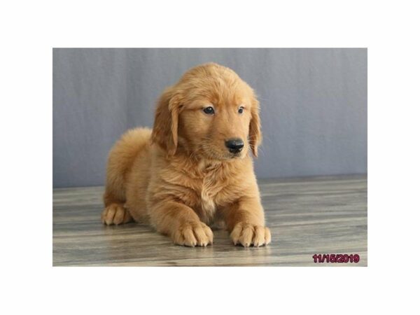 Golden Retriever-DOG-Female-Golden-23646-Petland Racine, Wisconsin