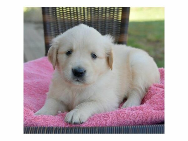 Golden Retriever-DOG-Female-Light Golden-23643-Petland Racine, Wisconsin