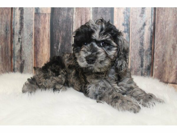 Cock A Poo-DOG-Male-Blue Merle-15205-Petland Racine, Wisconsin