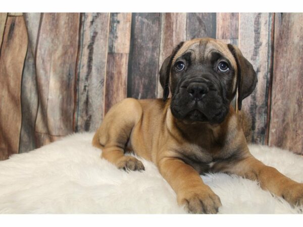 Bullmastiff-DOG-Female-Fawn-15206-Petland Racine, Wisconsin