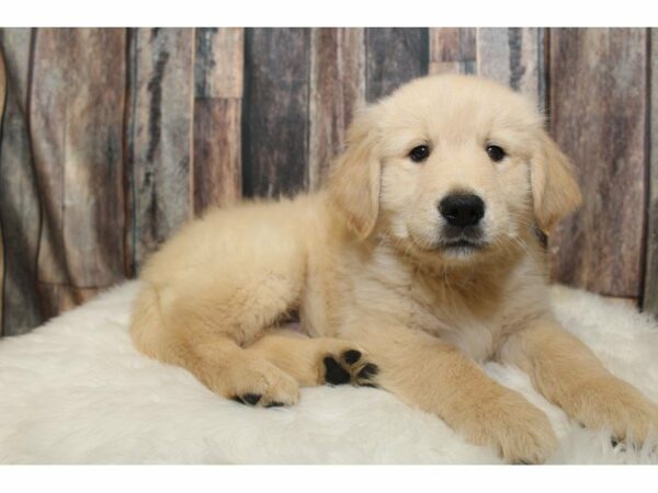 Golden Retriever-DOG-Male-Italian Golden-15207-Petland Racine, Wisconsin