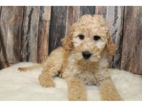 Goldendoodle 2nd Gen-DOG-Female-Cream-15209-Petland Racine, Wisconsin