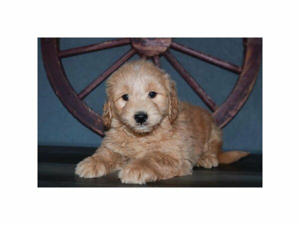 Goldendoodle Mini 2nd Gen-DOG-Male-Red-15224-Petland Racine, Wisconsin
