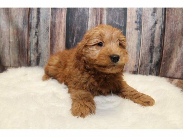 Goldendoodle 2nd Gen-DOG-Female-Golden-15225-Petland Racine, Wisconsin