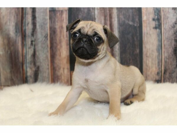 Pug-DOG-Female-Fawn-15229-Petland Racine, Wisconsin