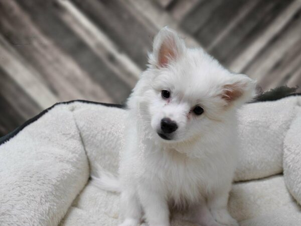 American Eskimo Dog-DOG-Female-White-23659-Petland Racine, Wisconsin