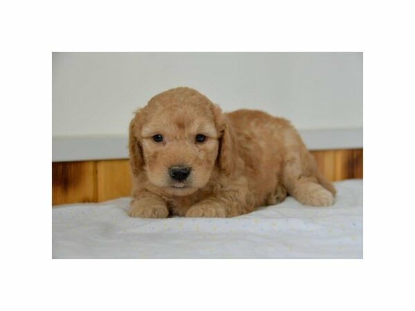 Goldendoodle Mini 2nd Gen-DOG-Male-Apricot-15238-Petland Racine, Wisconsin