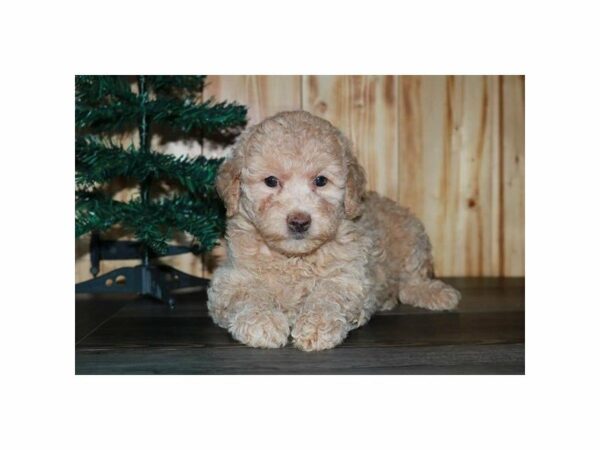 Goldendoodle Mini 2nd Gen-DOG-Female-Cream-15237-Petland Racine, Wisconsin