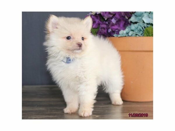 Pomeranian-DOG-Male-White / Cream-15236-Petland Racine, Wisconsin