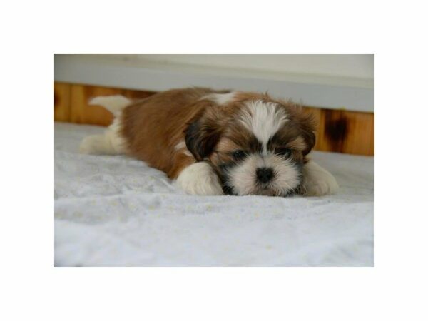 Shih Tzu-DOG-Male-Brown/White-15239-Petland Racine, Wisconsin