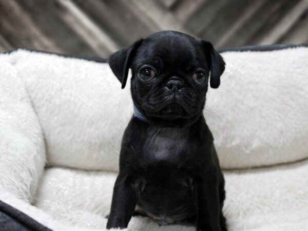 Pug-DOG-Male-BLK-23674-Petland Racine, Wisconsin