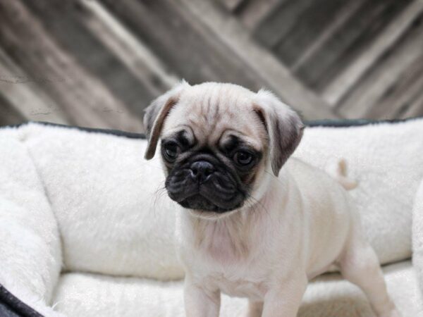 Pug-DOG-Male-FAWN-23675-Petland Racine, Wisconsin