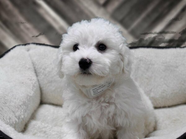 Bichon Frise-DOG-Male-WH-23677-Petland Racine, Wisconsin