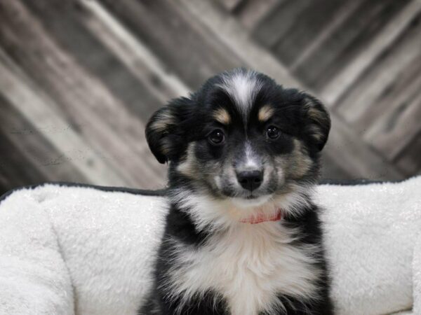 Miniature Australian Shepherd-DOG-Female-TRI-23679-Petland Racine, Wisconsin